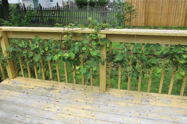 Let the vines grow and crawl upon the walls - Bucket City Deck Contractors Murfreesboro, TN